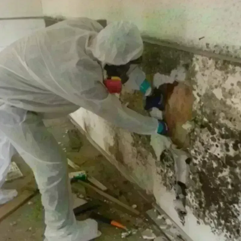 Mold Remediation and Removal in Highland, WA